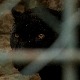 Још једна дојава о пантеру, ловочувари претражили терен у Врбасу