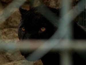 Још једна дојава о пантеру, ловочувари претражили терен у Врбасу