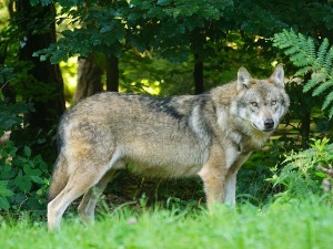 Снимак чопора вукова није из Трстеника