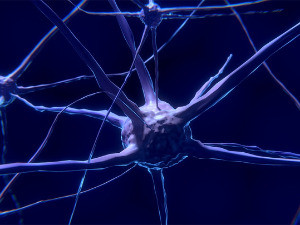Милиони „тихих синапси“ могу бити кључ доживотног учења
