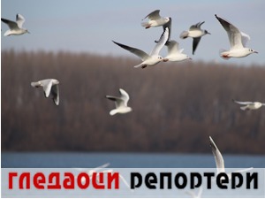 Гледаоци репортери (5. децембар 2022)