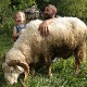  Сасвим природно-Јагоштица, живот на ивици