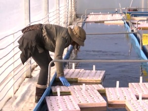 Како један Кенијац и један Кикинђанин производе зелену салату на води