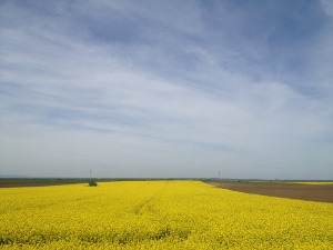 Фолдер Србија: Туршија