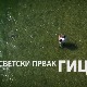 Сасвим природно-Светски првак Гица 3.део