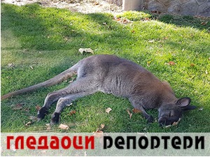 Гледаоци репортери (17. децембар 2022)