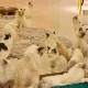 Мачке, штенци и зеке у Њујорку више нису на продају