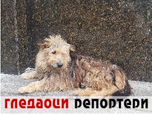 Гледаоци репортери (22. децембар 2022)