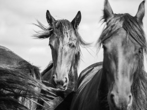  1001 Траг - Играли се врани коњи - Драгољуб Лазаревић 