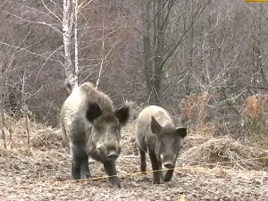 Припитомљени дивљи вепар Гиле, Аврамовићима са Соколских планина, довео прасицу и младунце