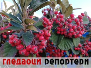 Гледаоци репортери (2. јануар 2023)