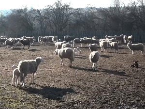 Усамљена породична фарма стоке у Топлици