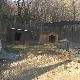 Плац са псима који су усмртили Радосављевића није ограђен – како су се нашли ван боксова