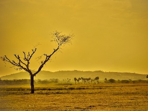 НАСА: Само четири године биле су топлије од 2022.