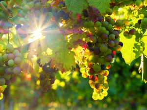  1001 Траг - Садила мома лојзе - Станиша Стошић 