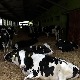 Чије је наше млеко, зашто се произвођачима више исплати увезено него домаће