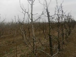 Због високих температура воће би могло слабије да роди 