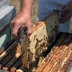 Од фараона до фалсификата - мед није обична, већ биолошки активна храна и лек