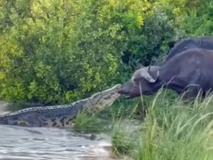 Корак уназад који спасава живот – игра живаца крокодила и бивола