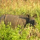 Успех у Индији -  током 2022. године није убијен ниједан носорог