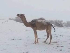 Снег у пустињи, где му место није   