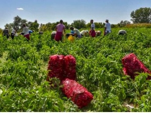 Мала газдинства одустају од паприке и купуса, шта је алтернатива