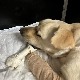 Женки лабрадора неко покушао да одсече шапе, у току лечење и потрага за домом