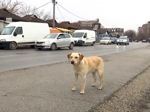 Ваљево: Зашто пси луталице представљају нерешив проблем