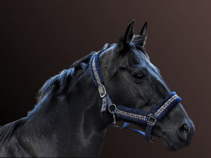  1001 Траг - Већ одавно спремам свог мркова - Звонко Богдан 