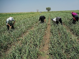 Бели лук не гајимо довољно ни да се одбранимо од вампира