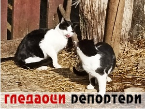 Гледаоци репортери (10. фебруар 2023)