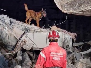 Пас Зиги – равноправни члан српског тима у Турској, спасио још један живот