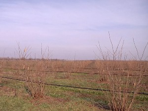 Узгој лешника све исплативији, у Војводини подижу нове засаде