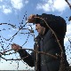 Свети Трифун, слава виноградара обележена и у Великој Хочи
