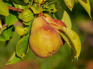  1001 Траг - Уродиле жуте крушке - Ансамбл Шумадија 