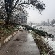 Дрво пало на шеталишту у Ужицу, мајка и троје деце пуштени кући после прегледа у Дому здравља