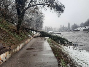 Дрво пало на шеталишту у Ужицу, мајка и троје деце пуштени кући после прегледа у Дому здравља