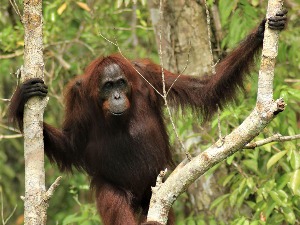 Очи у очи са орангутаном у џунгли Борнеа